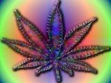 weed1.jpg image by BleedingCold1128